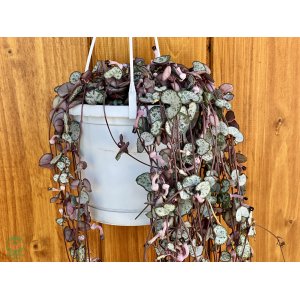Lampášik (Ceropegia woodii) ´SILVER GLORY´ - výška 80-90 cm, kont. C1L - závesný kvetináč